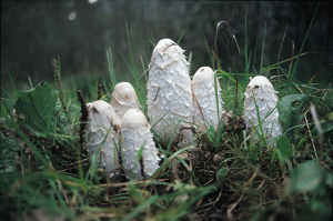 Coprin chevelu - Coprinus comatus © Cyril Coursier - Parc national des Ecrins