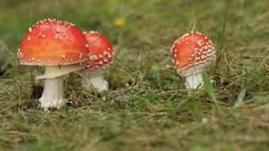 Amanite tue-mouches - Amanita muscaria © Marc Corail - Parc national des Ecrins
