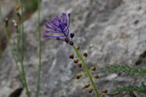 Muscari à toupet-  Muscari comosum © Marie-Geneviève Nicolas - Parc national des Ecrins