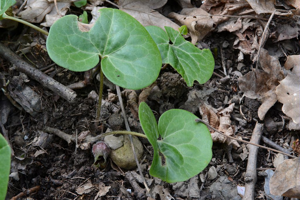 Asaret - Asarum europaeum © Bernard Nicollet - Parc national des Ecrins