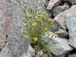 Séneçon visqueux - Senecio viscosus © Bernard Nicollet - Parc national des Ecrins