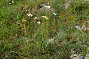 Leucanthème brûlé - Leucanthemum adustum © Dominique Vincent - Parc national des Ecrins