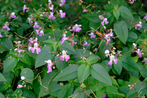 Impatience de Balfour - Impatiens balfouri © Dominique Vincent - Parc national des Ecrins