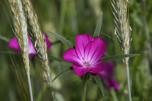 Lychnis Nielle - Agrostemma githago © Marc Corail - Parc national des Ecrins