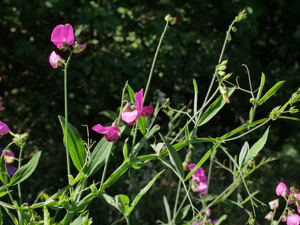 Gesse des bois - Lathyrus sylvestris © Marie-Geneviève Nicolas - Parc national des Ecrins