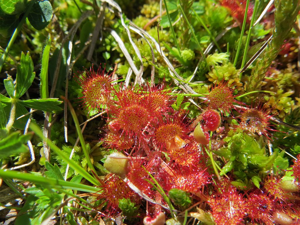 Rossolis à feuilles rondes - Drosera rotundifolia © Justine Coulombier - Parc national des Ecrins