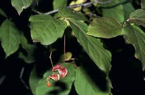Fusain à feuilles larges - Euonymus latifolius © Bernard Nicollet - Parc national des Ecrins