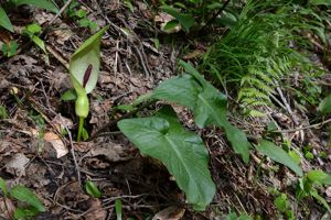 Goet maculé - Arum maculatum © Bernard Nicollet - Parc national des Ecrins