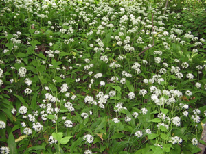 Ail des ours - Allium ursinum © Christophe Albert - Parc national des Ecrins