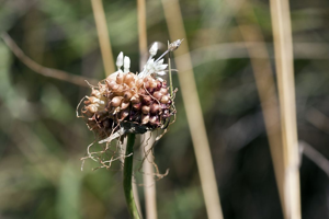 Ail des vignes - Allium vineale © Marc Corail - Parc national des Ecrins
