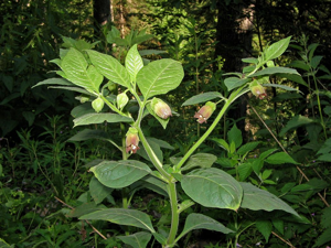 Belladone - Atropa belladonna © Christophe Albert - Parc national des Ecrins