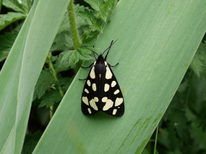 Ecaille fermière (L') -  Arctia villica © Marie-Geneviève Nicolas - Parc national des Ecrins