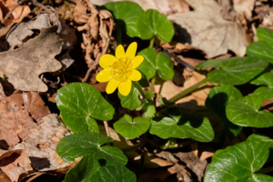 Ficaire printanière - Ficaria verna © Emmanuel Icardo - Parc national des Ecrins