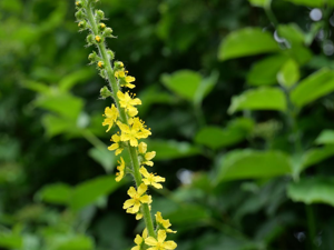 Aigremoine eupatoire - Agrimonia eupatoria © Marie-Geneviève Nicolas - Parc national des Ecrins