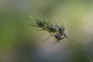 Poa bulbosa var. vivipara © Dominique Vincent - Parc national des Ecrins
