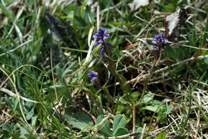 Polygala amer - Polygala amarella © Cédric Dentant - Parc national des Ecrins