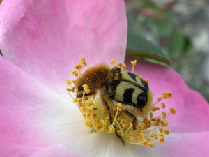 Trichie barrée -Trichius fasciatus © Christophe Albert - Parc national des Ecrins