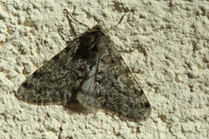 Phalène velue (La) - Phigalia pilosaria © Marc Corail - Parc national des Ecrins