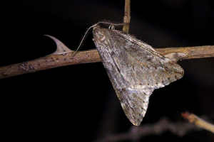 Phalène du Marronnier (La) - Alsophila aescularia © Marc Corail - Parc national des Ecrins