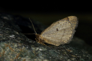 Phalène chamoisée (La) - Theria rupicapraria © Marc Corail - Parc national des Ecrins