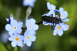 Cantharis tristis © Marc Corail - Parc national des Ecrins