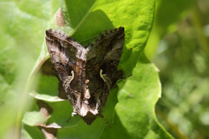 Gamma (Le) - Autographa gamma © Marc Corail - Parc national des Ecrins