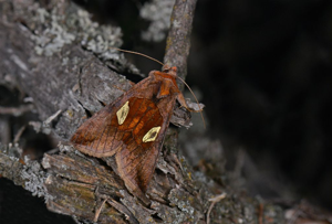 Feuille d'Or (La) - Autographa bractea © Jean Raillot - GRENHA