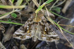 V d'or (Le) - Autographa pulchrina © Marc Corail - Parc national des Ecrins