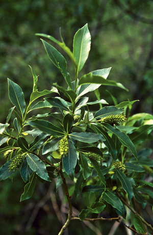 Saule à cinq étamines - Salix pentandra © Bernard Nicollet - Parc national des Ecrins