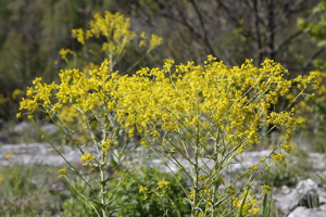 Pastel des teinturiers - Isatis tinctoria © Thierry Maillet - Parc national des Ecrins
