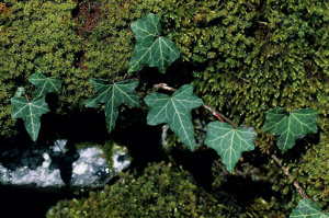Lierre grimpant - Hedera helix © Parc national des Ecrins