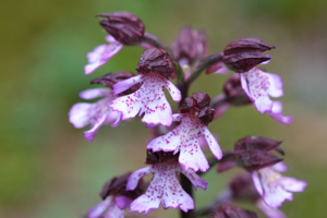 Orchis pourpre - Orchis purpurea © Dominique Vincent - Parc national des Ecrins