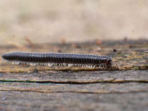 Tachypodoiulus niger © Damien Combrisson - Parc national des Ecrins