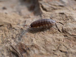 Porcellio provincialis © Damien Combrisson - Parc national des Ecrins