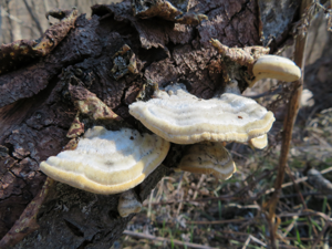 Trametes hirsuta © Xavier KIESER - Parc national des Écrins