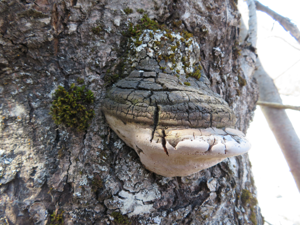 Phellinus igniarius © Xavier KIESER - Parc national des Écrins