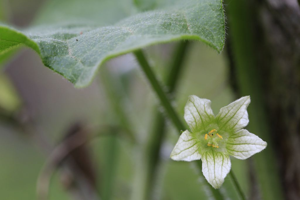 Bryone dioïque - Bryonia dioica © Thierry Maillet - Parc national des Ecrins