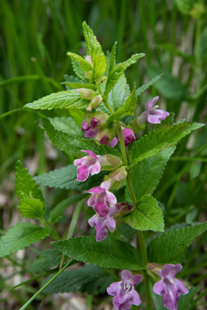 Mélitte à feuilles de Mélisse - Melittis melissophyllum © Mireille Coulon - Parc national des Ecrins