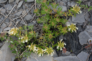 Germandrée des montagnes - Teucrium montanum © Bernard Nicollet - Parc national des Ecrins