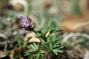 Corydale intermédiaire - Corydalis intermedia © Bernard Nicollet - Parc national des Ecrins