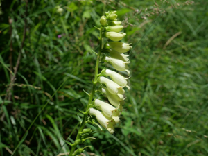 Digitale jaune - Digitalis lutea © Marie-Geneviève Nicolas - Parc national des Ecrins