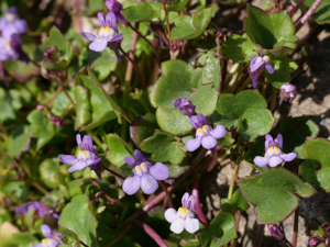 Cymbalaire - Cymbalaria muralis © Marie-Geneviève Nicolas - Parc national des Ecrins