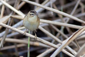 Phragmite des joncs - Acrocephalus schoenobaenus © Pascal Saulay - Parc national des Ecrins