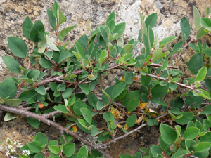 Cotonéaster vulgaire - Cotoneaster integerrimus © Marie-Geneviève Nicolas - Parc national des Ecrins