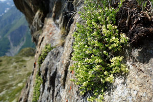 Gaillet de Tende - Galium tendae © Cédric Dentant - Parc national des Ecrins