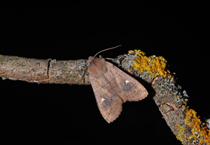 Satellite (Le) - Eupsilia transversa © Jean Raillot - GRENHA