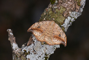 Faucille (La) - Drepana falcataria © Jean Raillot - GRENHA