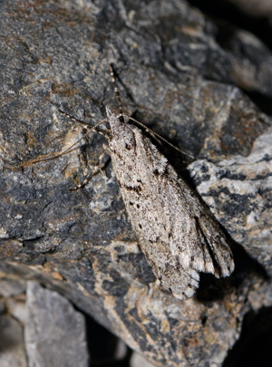 Diurnea fagella © Jean Raillot - GRENHA