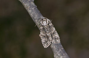 Noctuelle de la Patience (La) - Acronicta rumicis © Jean Raillot - GRENHA