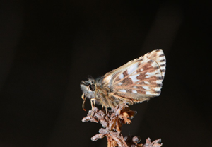 Tacheté austral (Le) - Pyrgus malvoides © Jean Raillot - GRENHA